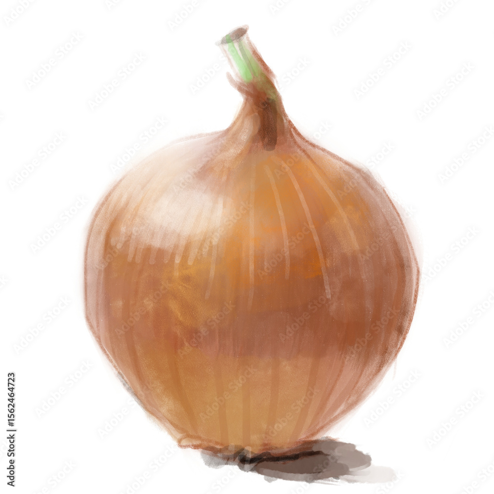 Onion, Watercolor, Cooking Ingredient Onion, Watercolor, Cooking Ingredient