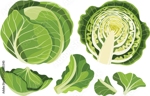 Fresh and Vibrant Cabbage Collection A Colorful and Nutritious Addition to Your Healthy Lifestyle and Culinary Creations Vector illustration