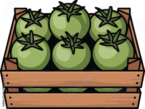 A Crate Full of Green Tomatoes Ready for Market Awaiting Ripening for the Perfect Red Color and Flavor Vector Illustration