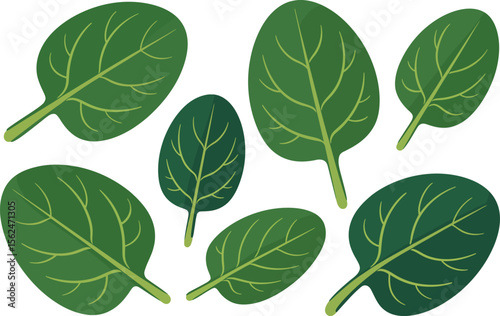 Fresh Spinach Leaves Illustration A Healthy and Nutritious Vegetable Choice for Salads and Cooking with Vibrant Green Color Vector Illustration