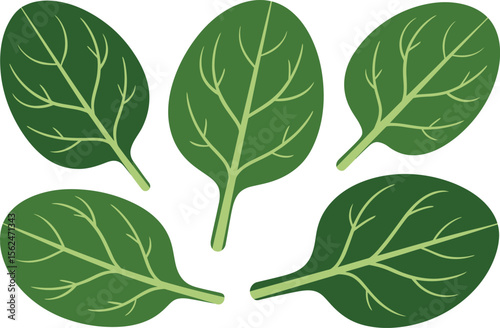 Five Vibrant Green Spinach Leaves Illustrating Freshness and Healthy Eating in a Simple and Appealing Style Vector Illustration