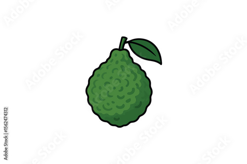 Makrut lime vector on white background.01