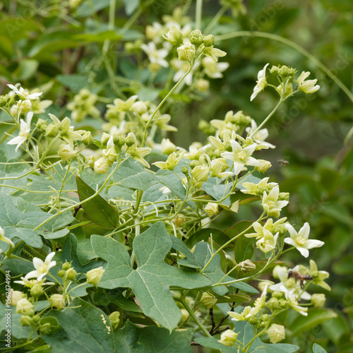 White bryony (Bryonia dioica) Climbing plant with five-lobed matt leaves with tendrilized shoots bearing small white flowers growing above bushes
