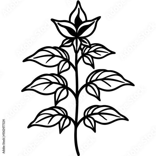 a balsam