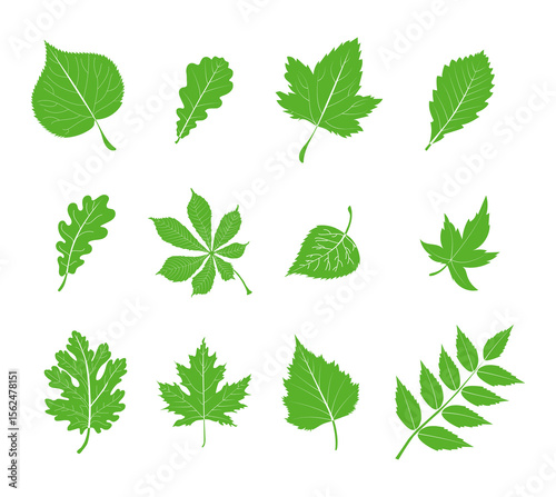 Set of green leaves from different trees, oak, maple, chestnut. Simple, yellow, red, orange fall leaf set for pattern, banner, sticker, Hello autumn card. Flat vector illustration on white background