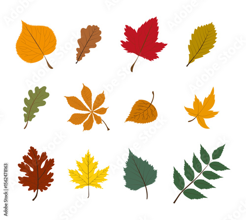 Set of autumn leaves from different trees, oak, maple, chestnut. Simple, yellow, red, orange fall leaf set for pattern, banner, sticker, Hello autumn card. Flat vector illustration on white background