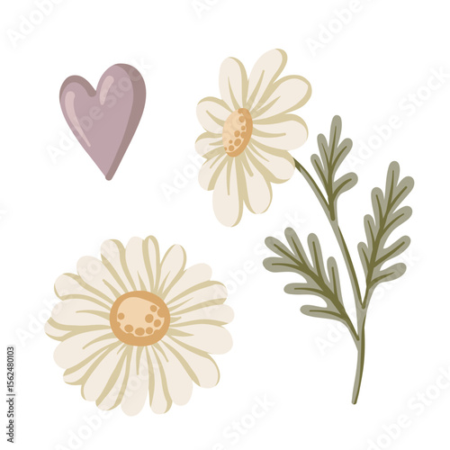 Daisy flower set with heart in white and green tones. Hand drawn cartoon vector illustration shows blooming in vintage floral style. Ideal for card invitation, april birthday and nature design.