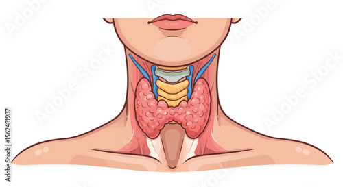 Detailed vector illustration of human neck anatomy with thyroid gland for medical education