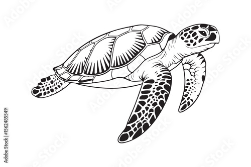Detailed black and white illustration of a sea turtle swimming gracefully