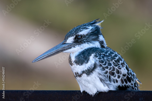 A Pied Kingfisher rests calmly on the steel railing of a bridge between fishing expeditions.