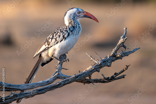 Southern red billed hornbill, Tockus rufirostris, Southern, red-billed, hornbill, Tockus, rufirostris, Bucerotidae, savannas, bushlands, Southern Africa. Insectivorous, beak,  