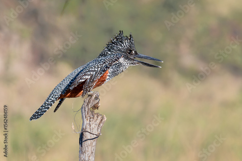 A Giant Kingfisher in profile view perched on the end of a dead stump shakes his wings in alarm as another bird approaches 