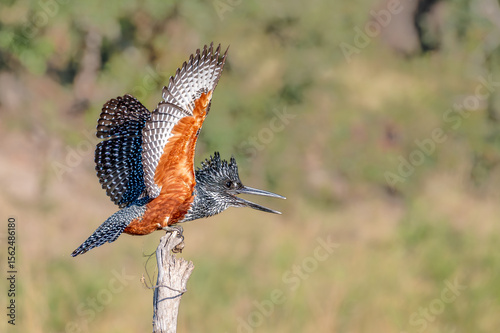 A Giant Kingfisher in profile view perched on the end of a dead stump opens his wings and shrieks a warning to another bird attempting to remove him from his vantage point.