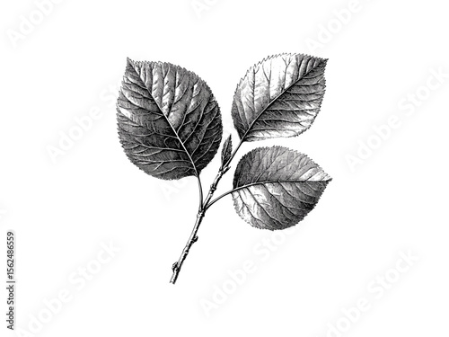 Vintage engraving of birch foliage, hand-drawn botanical illustration, retro tree art, black sketch style, eco-friendly nature design, woodland decor, trendy natural elements, rustic print
