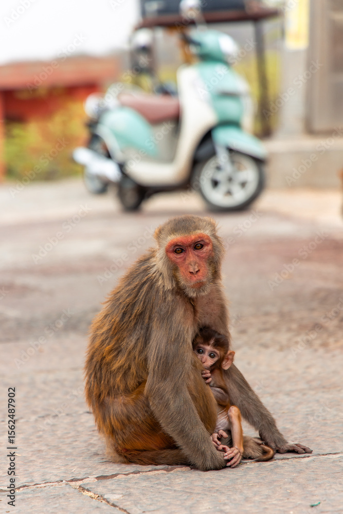 Obraz premium Mother monkey holding her baby in Jaipur, India