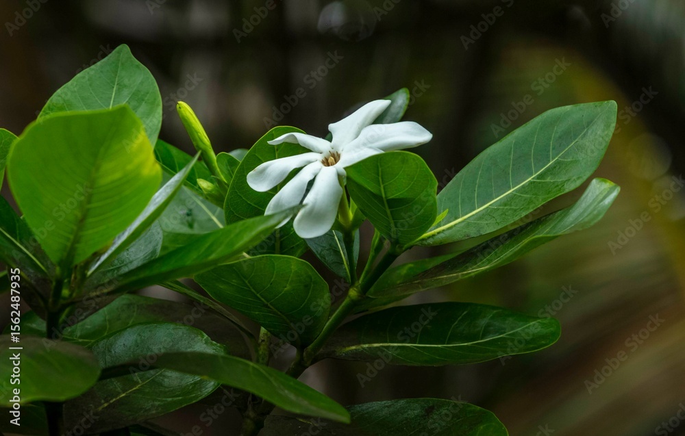 Fototapeta premium Fleur 