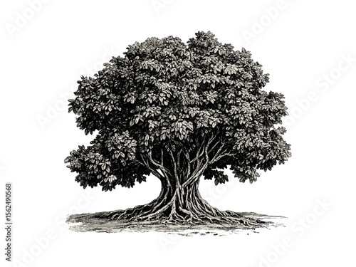 Vintage engraving of banyan tree trunk, hand-drawn tropical tree art, banyan bark texture, black sketch illustration, rustic botanical print, nature-inspired wall art, eco-friendly design