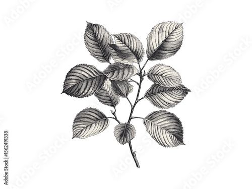 Beech tree botanical illustration, vintage engraving style, rustic forest art, black sketch, eco-friendly print, retro tree decor, natural leaves, woodland nature design, antique plant art