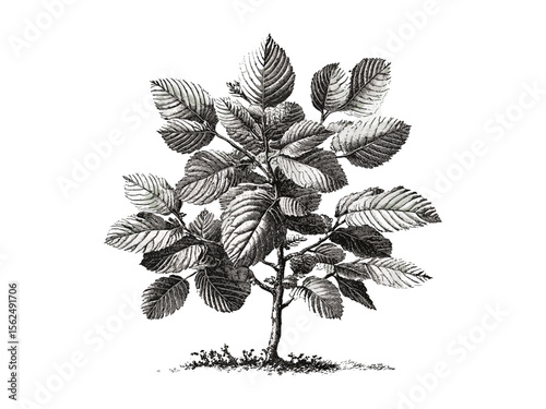 Rustic beech tree art, vintage hand-drawn engraving, black sketch, botanical leaves, eco-friendly nature print, retro woodland decor, old engraving style, forest plant illustration