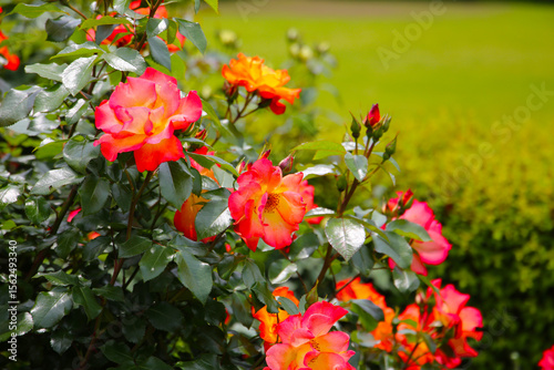 Beautiful roses in full bloom at the Japan Rose Garden.