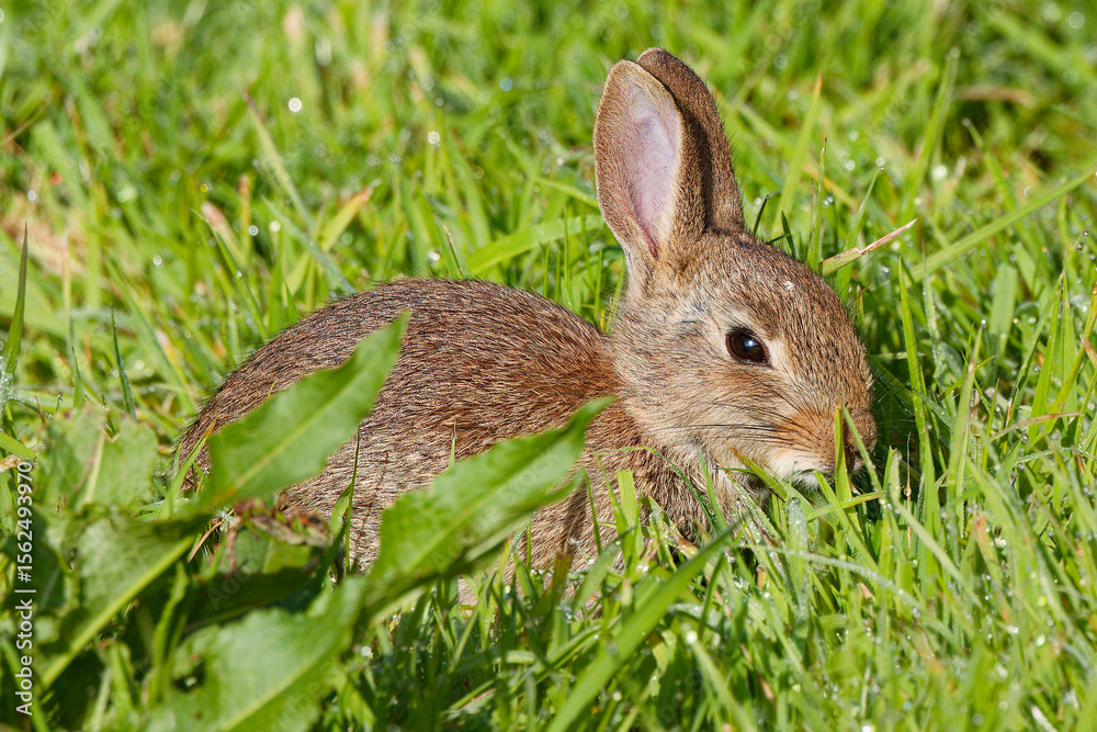 Fototapeta premium rabbit in the grass