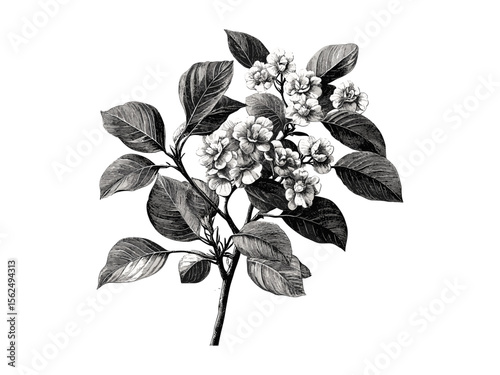 Vintage hand-drawn engraving of Catalpa Tree, botanical sketch, catalpa leaves, spring nature tree, eco-friendly art, retro woodland decor, black sketch, old engraving style, rustic charm