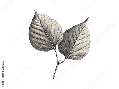 Hand-drawn vintage botanical engraving, Catalpa tree leaves, eco-friendly nature print, retro woodland art, catalpa leaf veins, tree decor, black sketch, old engraving style, rustic foliage