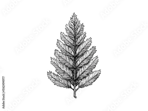 Hand-drawn vintage engraving of cedar tree leaves, black sketch, evergreen foliage, rustic tree decor, botanical illustration, nature print, classic forest art, eco-friendly wall art