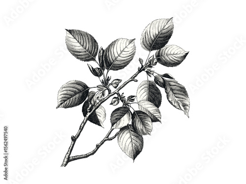 Hand-drawn cherry foliage engraving, vintage botanical print, rustic tree decor, black sketch, old engraving style, nature art, eco-friendly wall art, retro woodland illustration