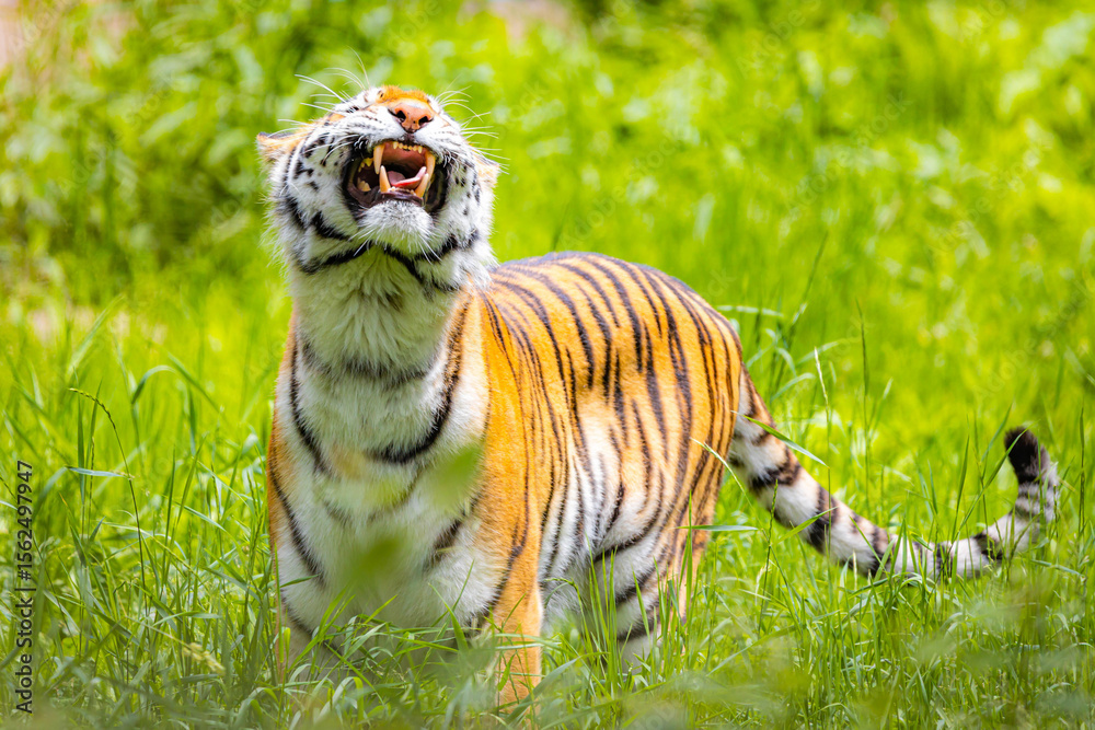 Naklejka premium Close up Roaring Amur Tiger Portrait in the Wild