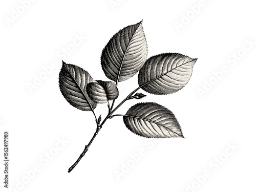 Retro cherry tree foliage illustration, vintage botanical engraving, rustic black sketch, eco-friendly nature print, old engraving style, woodland wall decor, hand-drawn leaves