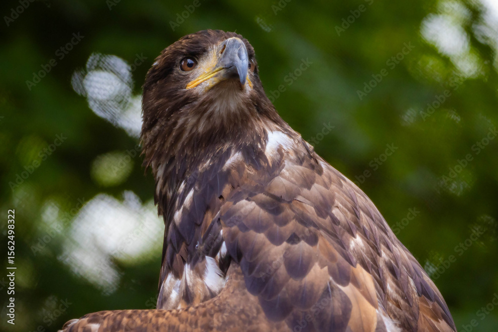 Obraz premium Close-up Portrait of Wild golden eagle