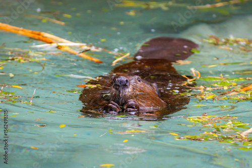 Quadro su tela Close up beaver portrait swimming