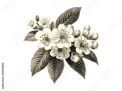 Chestnut flowers engraving, vintage botanical sketch, hand-drawn spring tree, eco nature art, black ink botanical print, old etching style, antique floral illustration