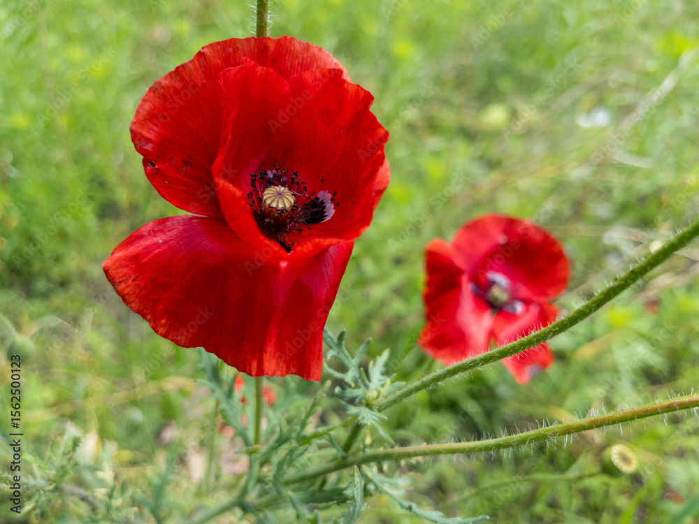 Obraz premium Red poppy flowers blooming in a green field, selective focus. Close-up of vibrant red poppy flowers blooming in a natural meadow.