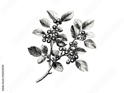 Hawthorn tree engraving, vintage botanical sketch, rustic flora, old engraving style, black sketch, tree decor, woodland art, nature print, floral illustration, antique plant drawing