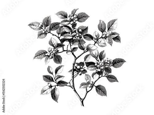 Vintage botanical sketch, hawthorn branches, engraving of hawthorn tree, rustic flora, tree decor, woodland art, black sketch, old engraving style, nature print, forest illustration