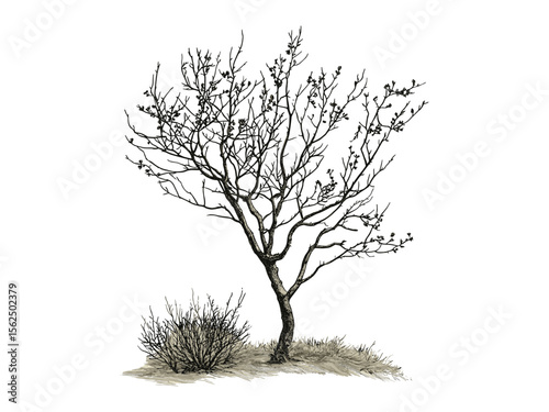 Hand-drawn vintage Hazel Tree engraving, botanical art, rustic nature branches, eco-friendly tree sketch, retro woodland print, black sketch, old engraving style, natural forest decor, trendy wall art
