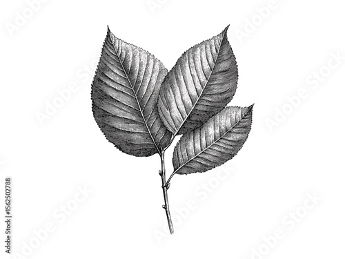 Hand-drawn botanical illustration, engraving of hickory tree leaves, vintage tree art, rustic woodland decor, eco-friendly decor, black sketch, old engraving style, nature wall art