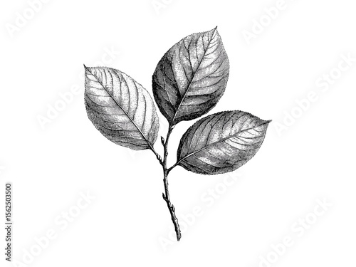 Rustic woodland decor, vintage hickory leaf engraving, hand-drawn botanical illustration, black sketch art, old engraving style, eco-friendly nature art, trending botanical wall decor