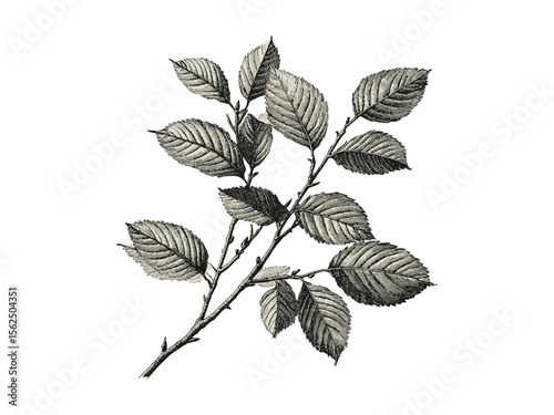 Vintage hand-drawn engraving of Hornbeam tree, black sketch, hornbeam leaves, woodland decor, rustic botanical print, old engraving style tree art, nature wall art, forest illustration
