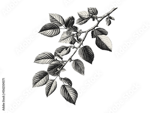 Hornbeam tree engraving vintage style, hand-drawn black sketch, hornbeam leaves art, rustic woodland decor, botanical nature print, antique tree illustration, forest wall decor