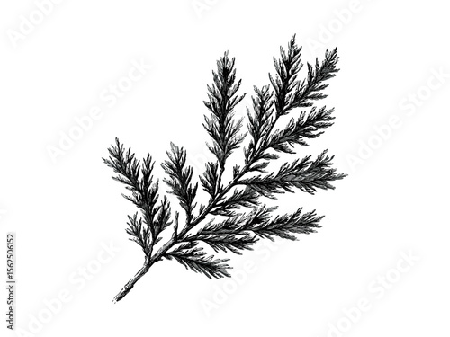 Botanical illustration of Juniper Tree Leaves, hand-drawn vintage engraving, evergreen tree foliage, rustic black sketch, nature-inspired art print, old engraving style, trendy eco-friendly wall art