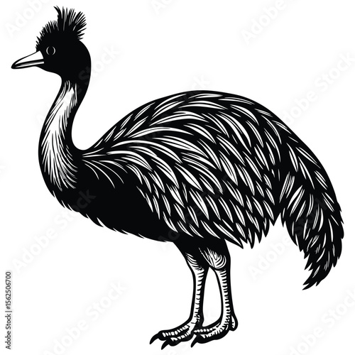 Detailed Black and White Illustration of a Cassowary Bird Standing