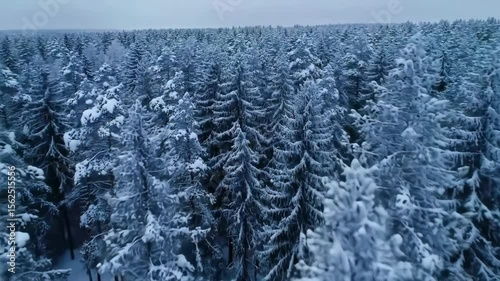 Winter forest aerial view, snow covered trees landscape background