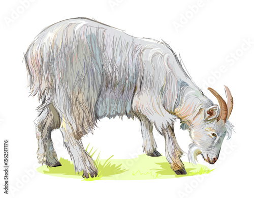 Illustration of cute goat in Douarnenez coastal park. Domestic animals. Isolated drawing for encyclopedia. Hand drawn vector sketch.