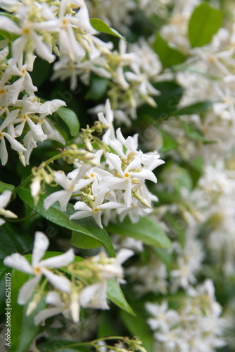 Chinese star jasmine - Trachelospermum jasminoides in bloom Confederate jasmine, southern jasmine, flowering plant, native to to  Asia Japan, Korea, China 