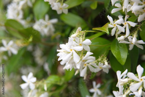Chinese star jasmine - Trachelospermum jasminoides in bloom Confederate jasmine, southern jasmine, flowering plant, native to to  Asia Japan, Korea, China 