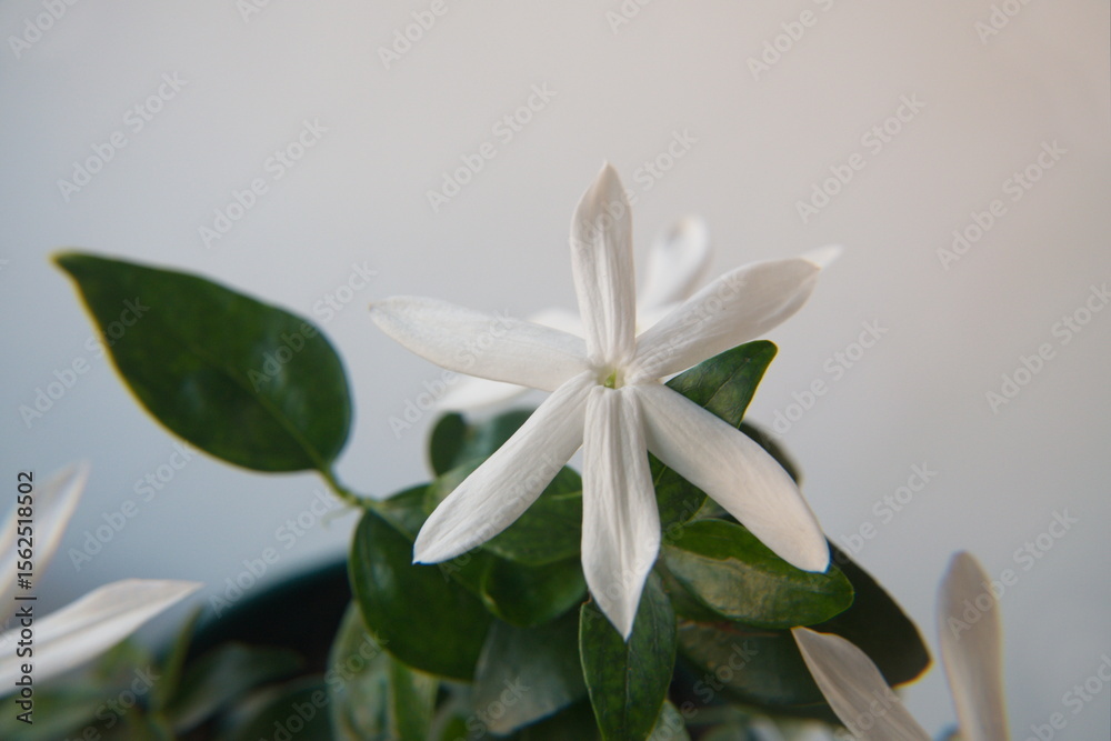 Fototapeta premium Jasminum multipartitum in bloom, ornamental plant 