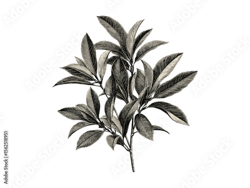 Vintage engraving of mango tree leaves, hand-drawn botanical art, tropical tree foliage, eco-friendly print, retro nature decor, black sketch, woodland illustration, classic engraving style
